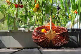 Check spelling or type a new query. The 10 Easiest Vegetables To Grow In Pots Clean Green Simple
