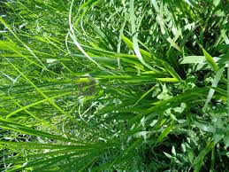 Image result for Cenchrus purpureus