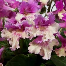 Image result for Streptocarpus leptopus