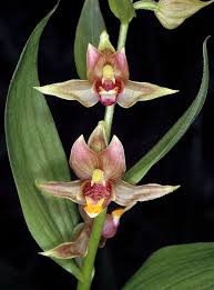 Image result for Epipactis