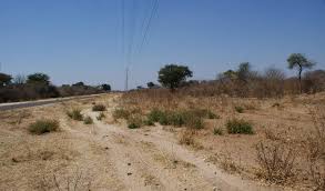 Image result for Baissea wulfhorstii