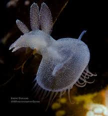 Image result for Melinis ambigua