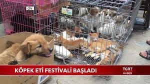 cin de kopek eti festivali basladi youtube