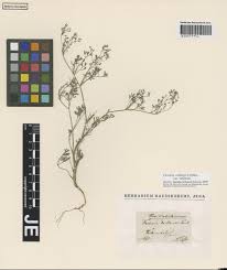 Image result for Agelanthus tanganyikae