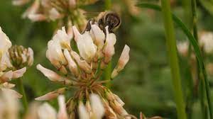Pin On Stockvideo Insects