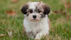 Find the perfect puppy for sale in iowa at next day pets. Shichon Price Temperament Life Span