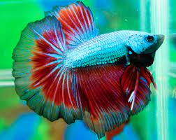 Could Use Some Pics Betta Fish Halfmoon Betta Betta