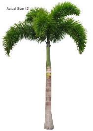Fox Tail Palm Tree Foxtail Palm Palm Trees Landscaping Palm Trees