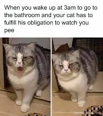 At memesmonkey.com find thousands of memes categorized into thousands of categories. 30 Hilarious Cat Memes All Cat Owners Will Be Able To Relate To Demilked