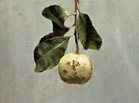 Image result for Excoecaria bussei