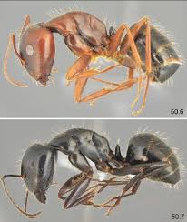 Image result for Anthericopsis