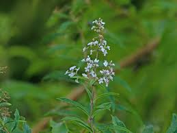 Image result for Aloysia citrodora