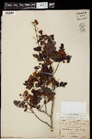 Image result for Mimosa mossambicensis