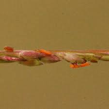 Image result for Panicum subalbidum