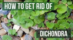 Dichondra has broad, almost circular leaves (looks similar to clover) and when mowed low establishes a thick dense carpet look.dichondra is now used in many ground cover situations where normal grasses may not do as well. How To Get Rid Of Dichondra 4 Easy Steps Youtube