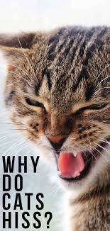 Why Do Cats Hiss A Complete Guide To Cat Hissing Cat Care Cats Cat Training