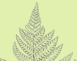 Image result for Pneumatopteris unita