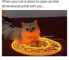 Search, discover and share your favorite cat meme gifs. Some Dank Cat Memes Album On Imgur
