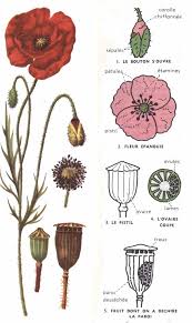 Pin Von Lea Erual Auf Herbier Et Botanique Biologie Blumen Pflanzen