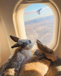 Miffy Nyc Model Bunny On Instagram Love Is In The Air First Time Taking An Airplane With My Girlfurriend Bunnynyc Pets Cute Animals Animals