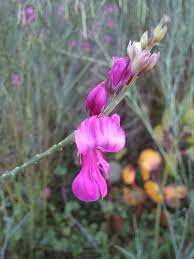 Image result for Indigofera ormocarpoides