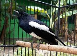 Ketika di arena lomba, burung murai batu terlihta ngotot ketika berkicau merupakan kepuasan tersendiri bagi pemiliknya, karena kondisi tersebut merupakan kondisi yang sangat baik, artinya mental, stamina dan kemampun berkicau burung dapat dimiliki. Cara Mengatasi Kacer Mangap Saat Di Gantangan Lomba