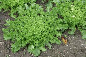 Image result for Cichorium