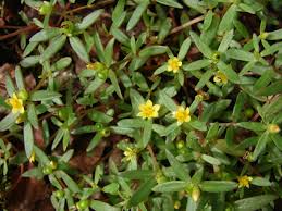 Ebay.com has been visited by 1m+ users in the past month Portulaca Umbraticola Ssp Coronata