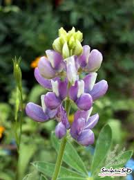 Image result for Lupinus mexicanus