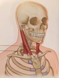 Pin On Muscle Tension Relief