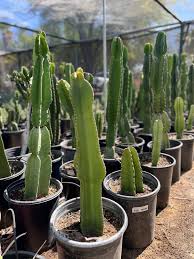 Image result for Euphorbia candelabrum