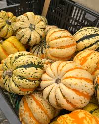 Image result for carnival acorn squash