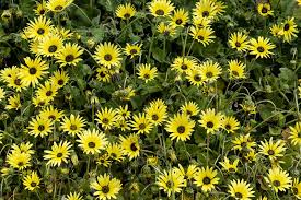 Image result for Arctotheca