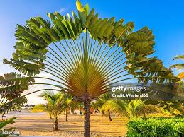 Image result for Ravenala madagascariensis