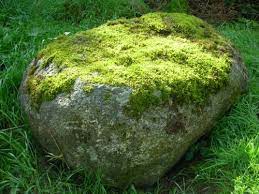 Moss gets everything it needs from the air. Landscaping With Rocks Outdoor Gardens Moss Garden