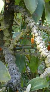 Image result for Phragmanthera usuiensis