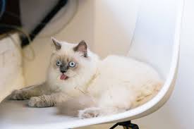 The heavy breathing is strange though.make sure she is eating, drinking, and pooping. Hairballs In Cats The Basics Msah Metairie Small Animal Hospital New Orleans La