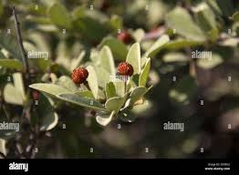 Image result for Grewia monticola