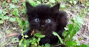 Image result for black kitty