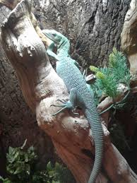Black And White Tegu Lizard In South Carolina Varanus Prasinus Animals
