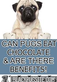 Pin On Dog Food