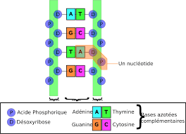 {luo}}, journal={ieee transactions on medical imaging}, title={adn: File Structure Adn Svg Wikipedia
