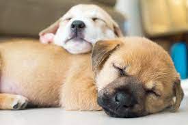 We did not find results for: How Much Do Puppies Sleep Daily Paws