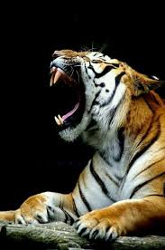 pin by tracey chaplin on tigres animals wild majestic animals big cats