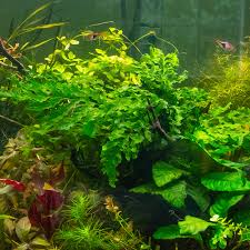 Image result for Bolbitis