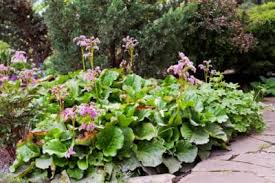 Check spelling or type a new query. Tips Information About Bergenia Gardening Know How