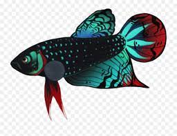 Plakat multiolor kali ini berwarna merah, pink, biru dan putih. Betta Fish Cartoon Png Clipart Logo Ikan Cupang Png Betta Fish Png Free Transparent Png Images Pngaaa Com
