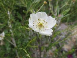 Image result for Alinula paradoxa