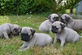 The best pug breeders have years of experience with the breed and dependably produce puppies who strictly adhere to the breed. Pug Dog Puppies For Sale Price Cost Where To Buy Pug Puppies