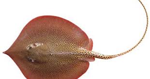 Ketika itu pada kamis 13 9 2018 pukul 09 10 waktu indonesia timur spesies ini dilepas kembali ke laut lepas. Ikan Pari Png 2 Png Image 2340334 Png Images Pngio